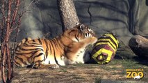 Whirl Tiger Returns to Snow Leopard Cubs Play in Snow Wolf Pups First Wellness Exam Brookfield Zoo