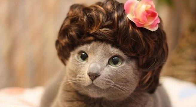 Brookfield Zoo's Annual Boo!Snow Leopard Cubs Play in Snow Wolf Pups First Wellness Exam at the Zoo