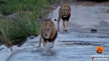3 Huge Male Lions Cross River (1 slips) - Latest Wildlife Sightings