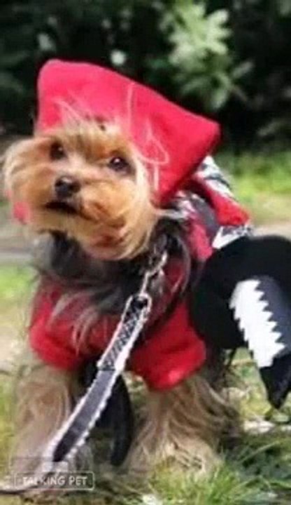 【Funny Animals】きゃりーぱみゅぱみゅ・にんじゃりばんばん Kyary Pamyu Pamyu・Ninja Re Bang Bangショートver【おしゃべりペット】