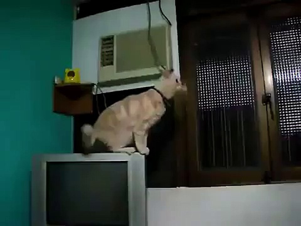 32. Leopold the Amazing Leaping Cat