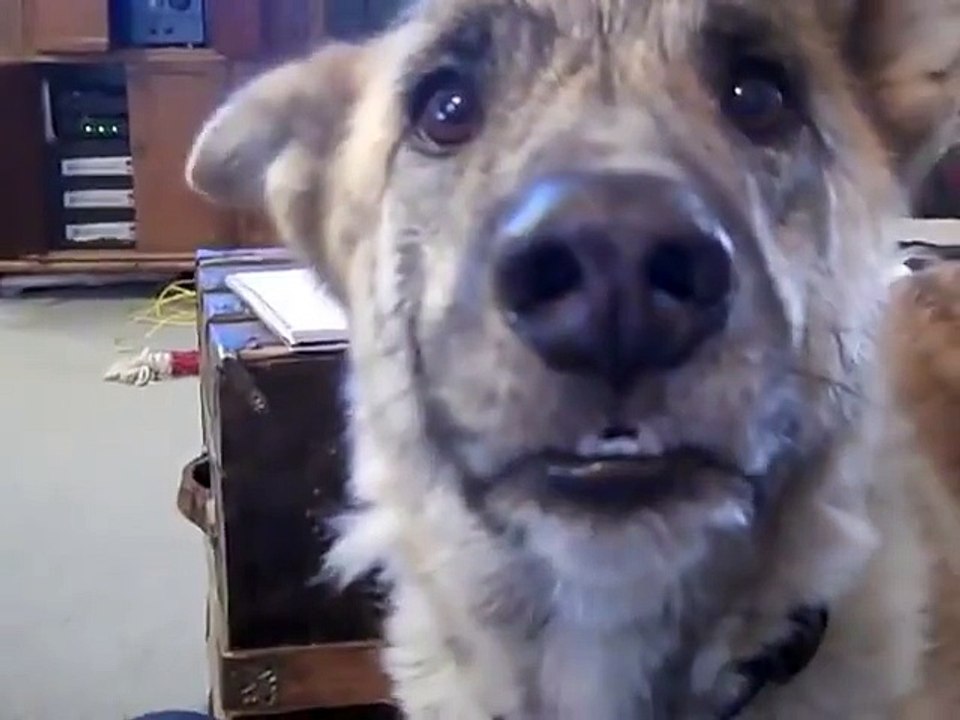 42. Ultimate Dog Tease