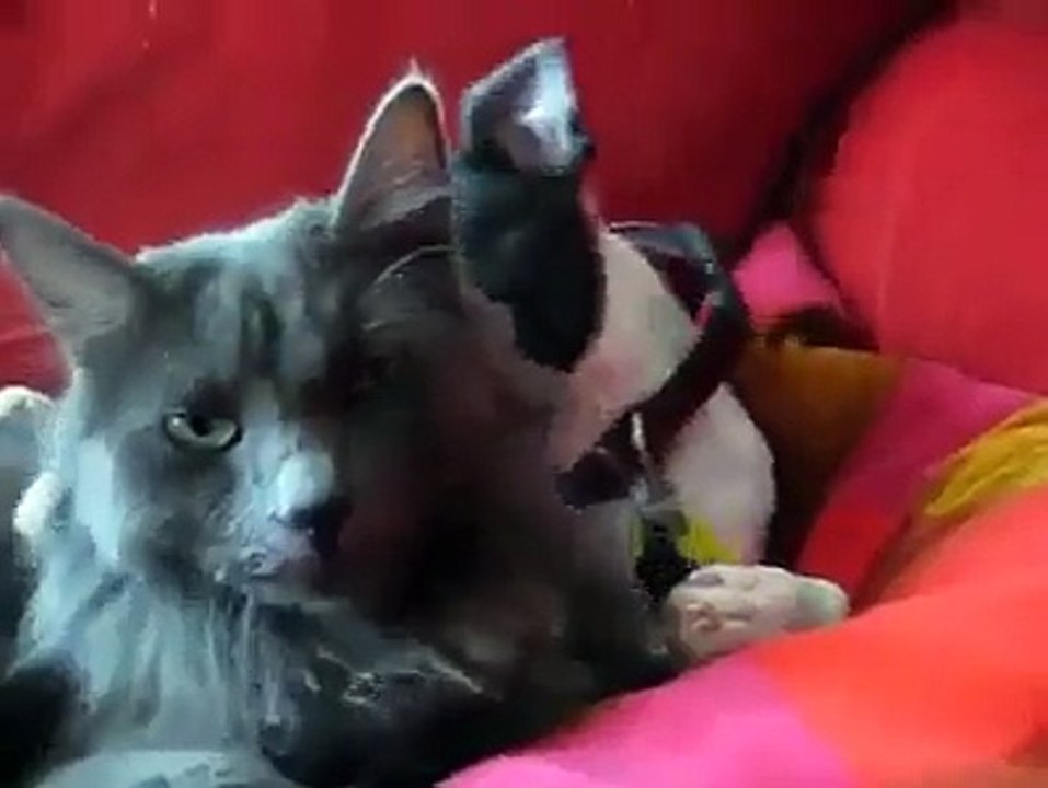 Kitty loves her puppy..