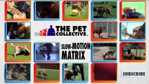Matrix Reloaded Neo fighting in slow motion HD