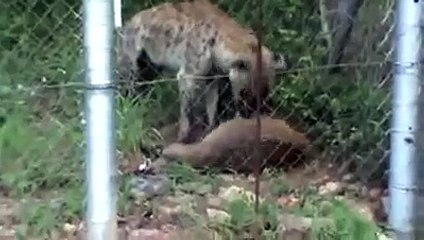 Hyena Eating Bushbuck at Skukuza Fence - Latest Sightings