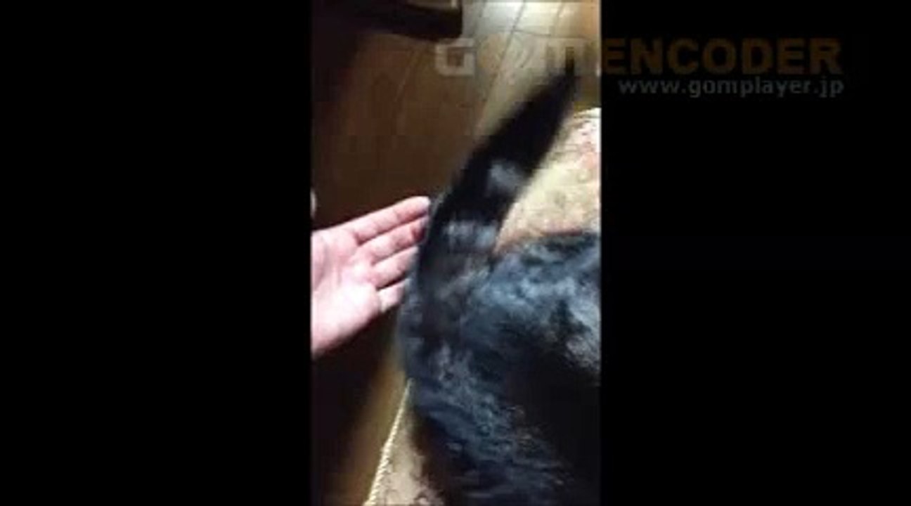 85 森本光洋ゴルフ「パット名人養成講座」 特典 評判 購入 感想 お試し 動画 ブログ 評価 ネタバレ レビュー