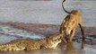 Lions vs Croc Fear in the River Wild life Animal Documentary Discovery wild channel