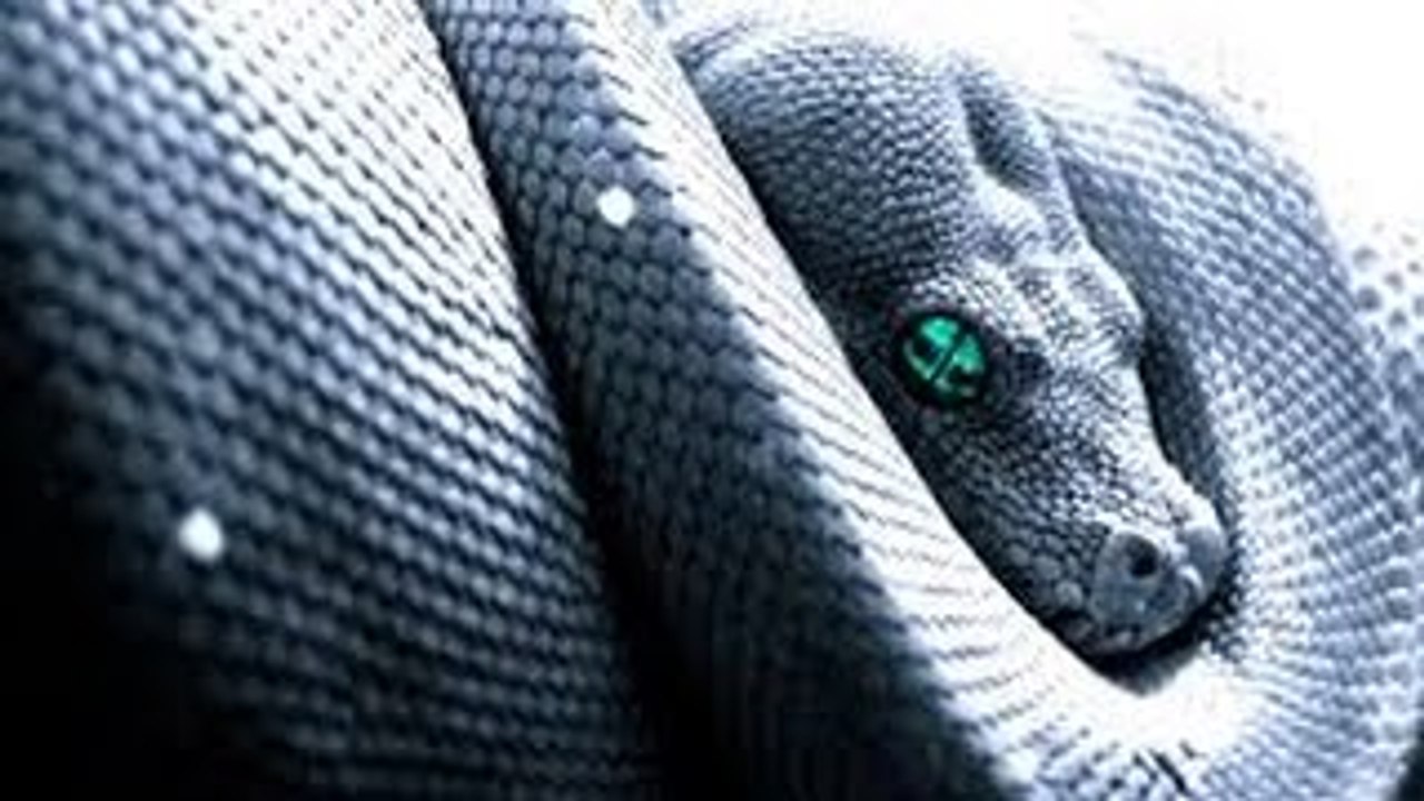 Discovery wild animals King Cobras Discovery channel documentary films HD