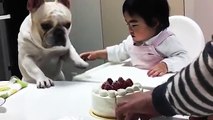 Dog wants cake so bad but will he get it?