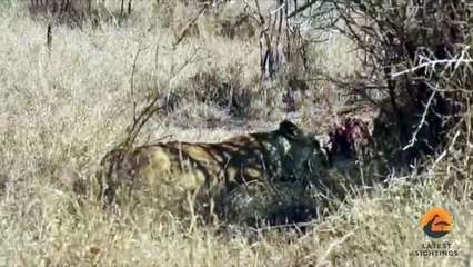 Lions Have a Small Fight Over Zebra - Seen YESTERDAY!