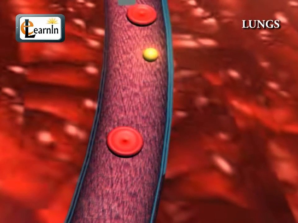Human Lungs - Parts of Respiratory system - Human anatomy - 3D animation videos