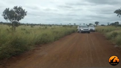 2 Cheetahs Crossing The Road - 3 March 2013 - Latest Sightings