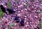 Curious Mink Family Greet Swedish Fisher