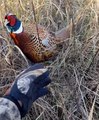 Curious Pheasant Chases Man on a Hunt