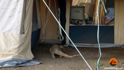 Huge Monitor Lizard Scaring Tourists In Their Tent