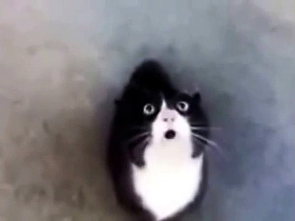 Funny Moment By Funny Talking Cats