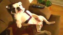 Nuovo Divertente Bulldog Video Compilation 2022-2023