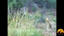 Rare Battle Between A Leopard And An Impala - Latest Sightings