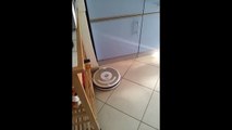 Funny Momnets Cats Roomba Robots Video  | Latest videos