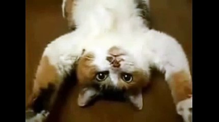 Funny cats Sleeping Video 2014 _ best movies this week