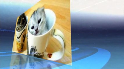 Funny Moments _ Funny cats 20114   | best movies this week