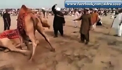 Battle Between Two Camels