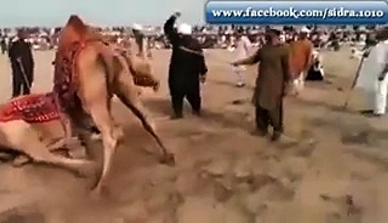 Battle Between Two Camels