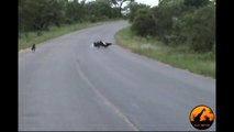 Ground Hornbills Chase a Rabbit Then Eagle Catches It - Latest Wildlife Sightings