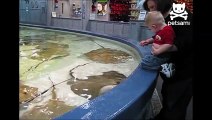 RARE FOOTAGE: Stingray Giving Birth, Boy Delivers 12 Stingrays! HD