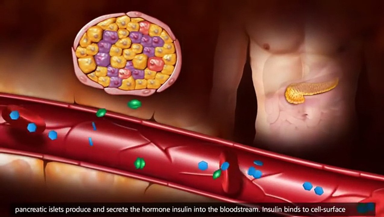 Homeostasis in the Human Body - 3DANIMATION EXPLAINATION
