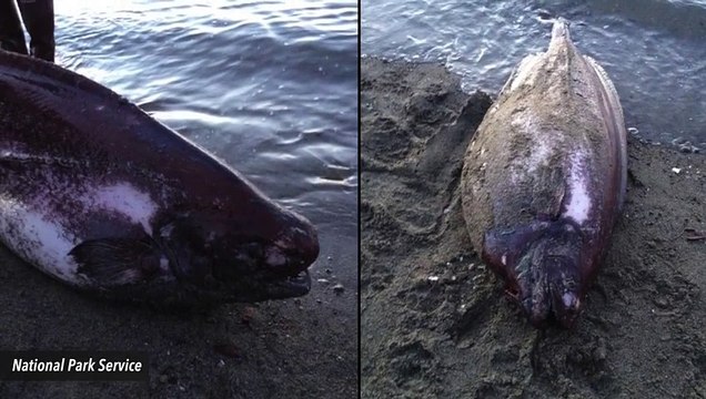 Cette créature venue des profondeurs de l'océan est terriblement inquiétante !