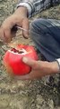 Peeling Pomegranate