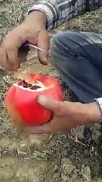 Peeling Pomegranate