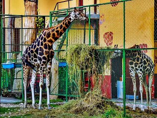 AOÇ  HAYVANAT BAHÇESİ - ANKARA