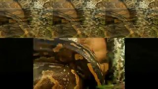 python swallows an entire WILDEBEEST