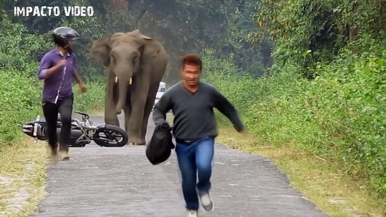Animal Attacks Compilation 18