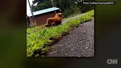 Watch what happens when dog owners pretend to faint