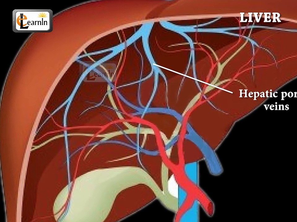 Liver anatomy and function  Human Anatomy and Physiology video 3D animation  elearnin