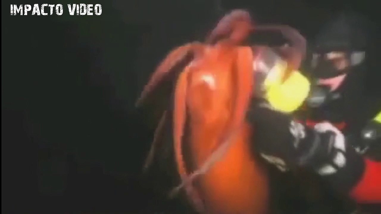 Animal Attacks Compilation 15