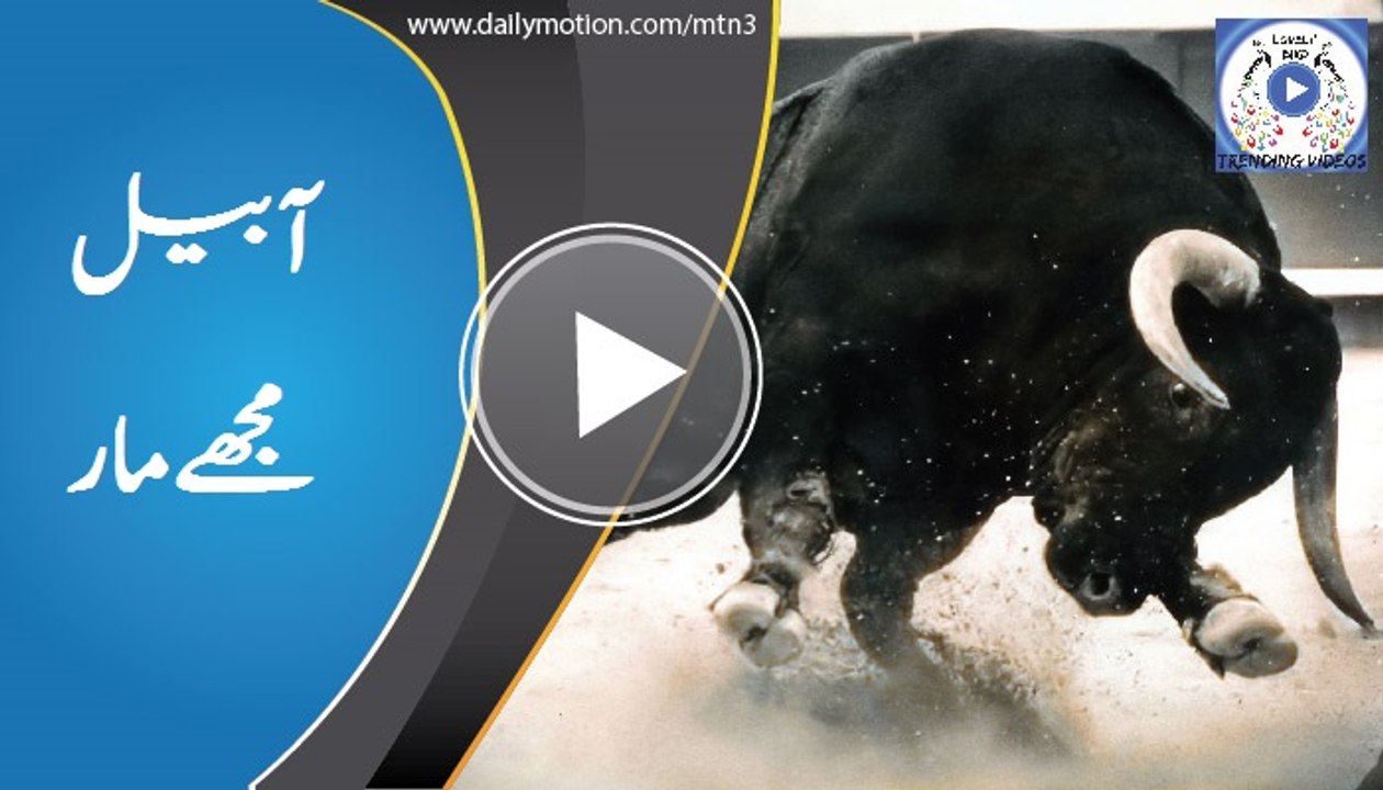 angry bull