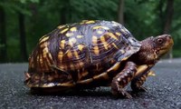 japan railway company invests in turtle tunnels