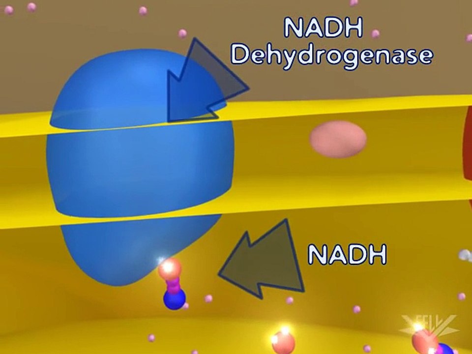 Cellular Respiration (Electron Transport Chain)