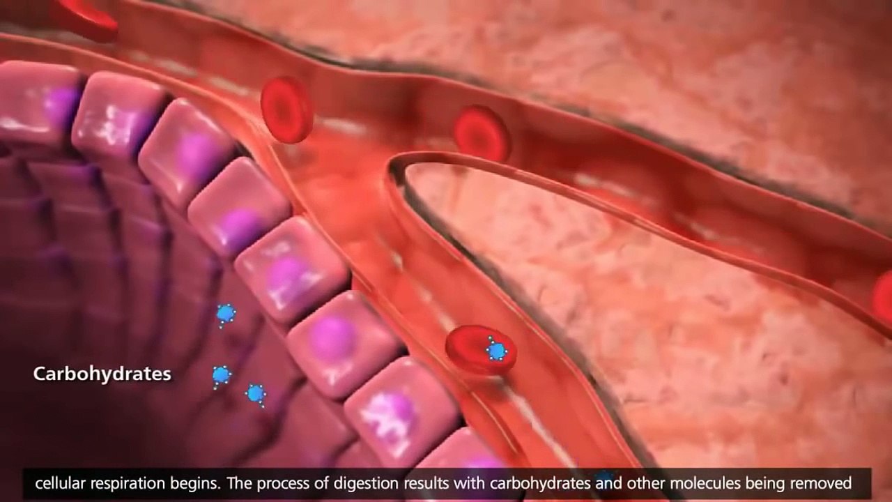 Cellular Respiration Glycolysis, Krebs cycle, Electron Transport 3D Animation YouTube 720p