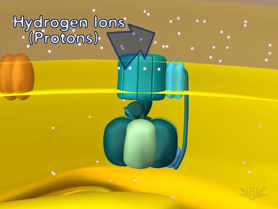 Gradients (ATP Synthases)