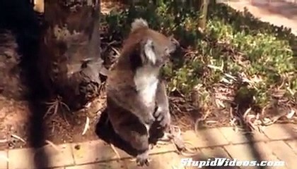 Koala Eviction