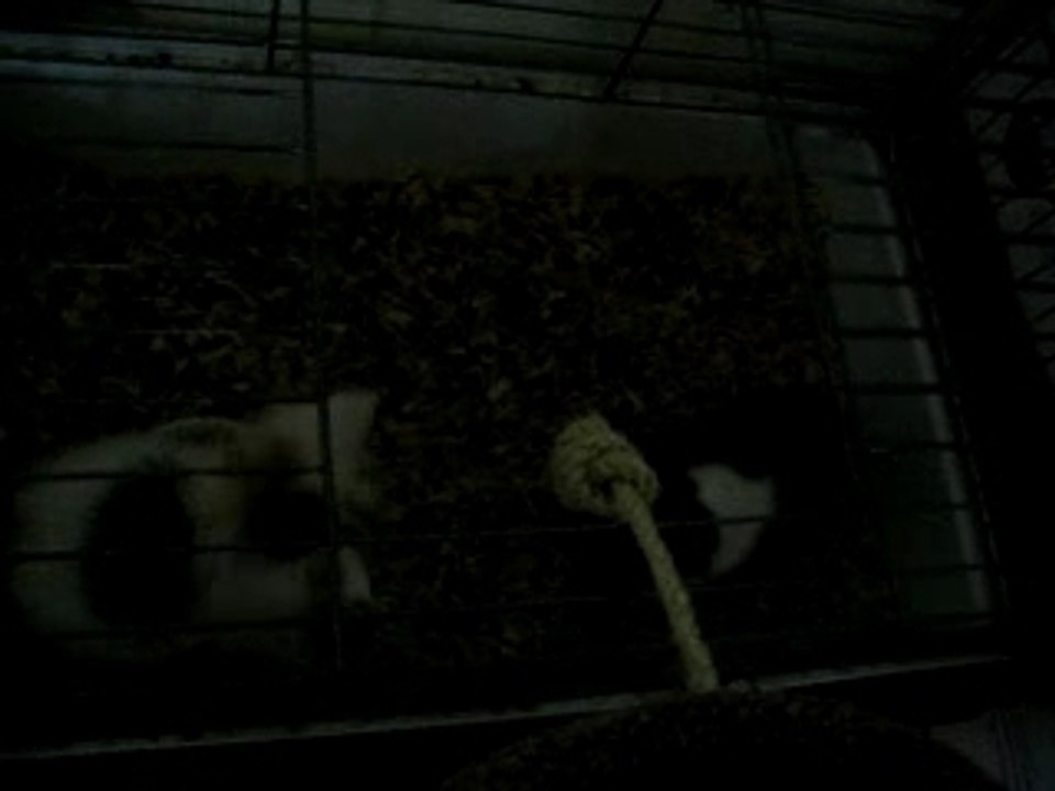 Chat embete le cochon d'inde