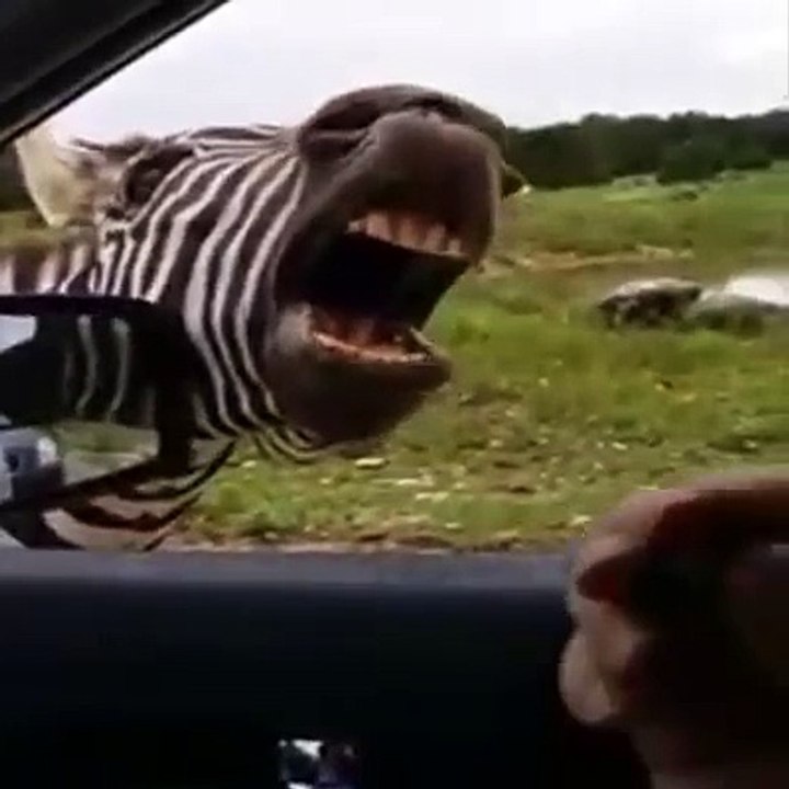 Naughty Zebraa