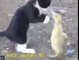 kedi ördeği tokat manyağı yapıyor.