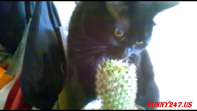 Funny Cats Are Eating Cactus ► Funny Everyday Channel