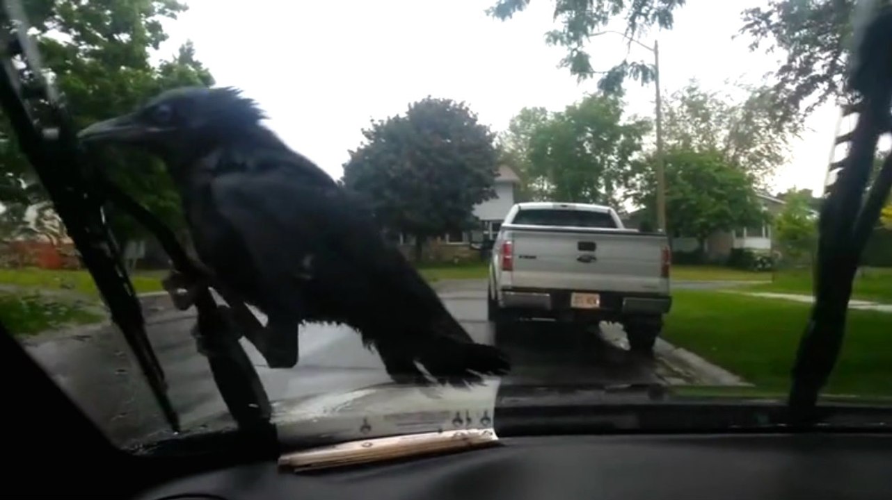 Crow Riding Windshield Wipers